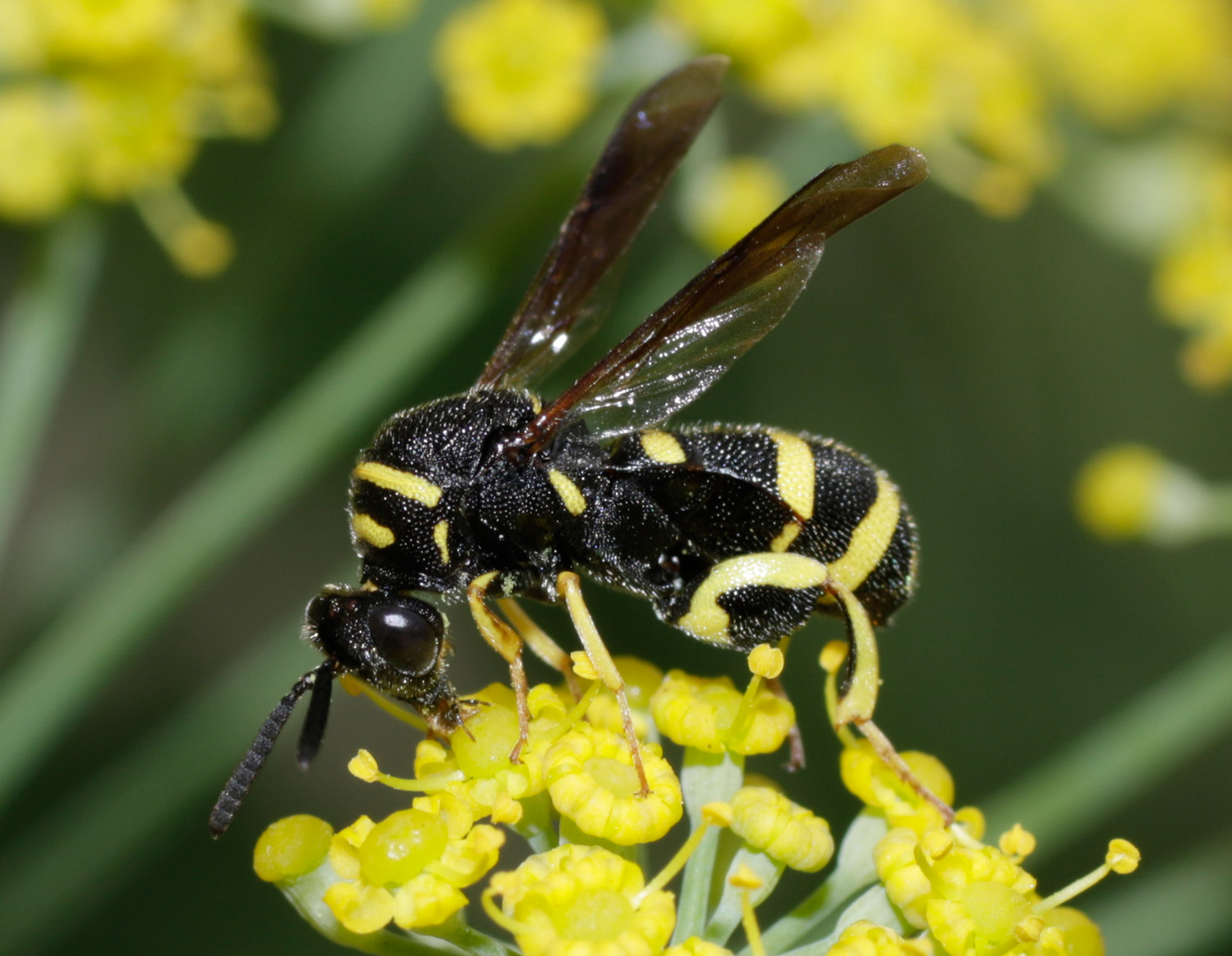 Leucospis maschio: L. dorsigera o L. bifasciata